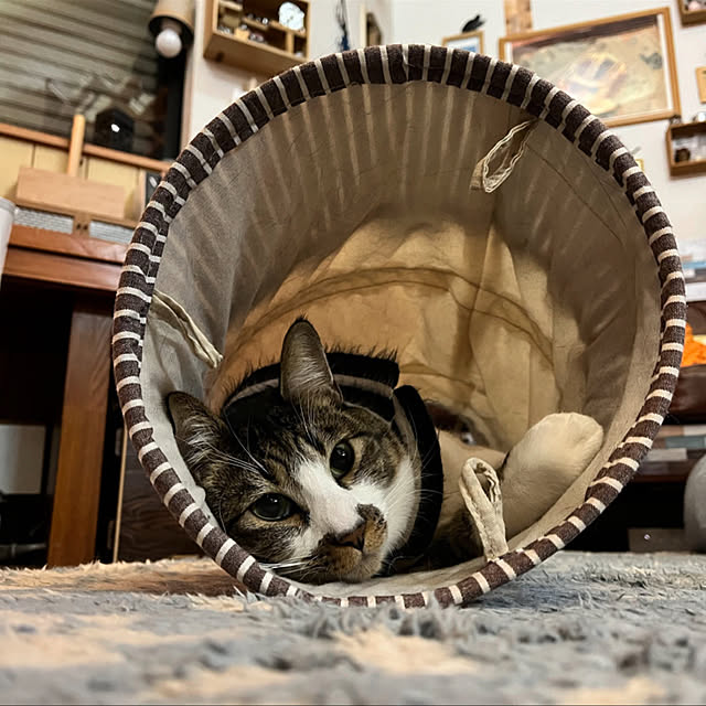 jijiさんの実例写真