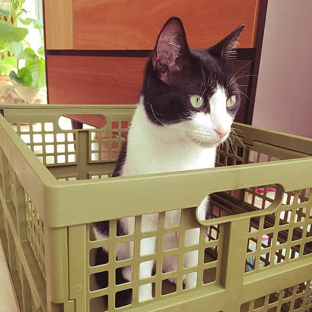 3necosさんの実例写真