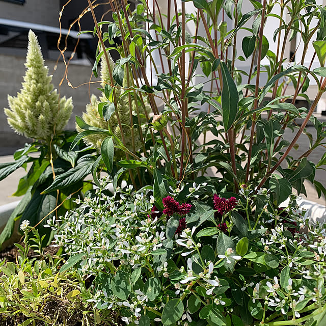 koko_hikaさんの部屋