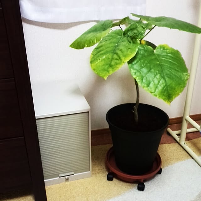 h-a-ri.mamaさんの実例写真