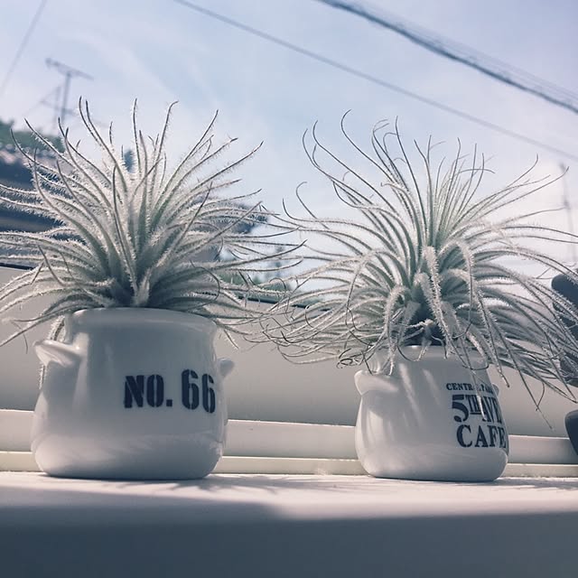 mini5597214さんの実例写真