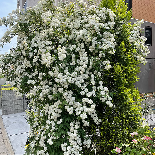 mocoさんの実例写真