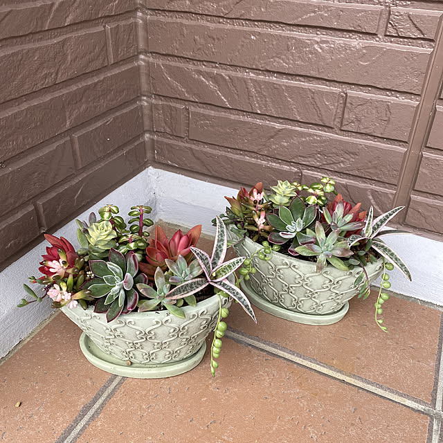 寄せ植え/多肉植物/玄関/入り口のインテリア実例 - 2023-02-15 15:25:39