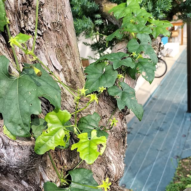 sumimarumiさんの部屋