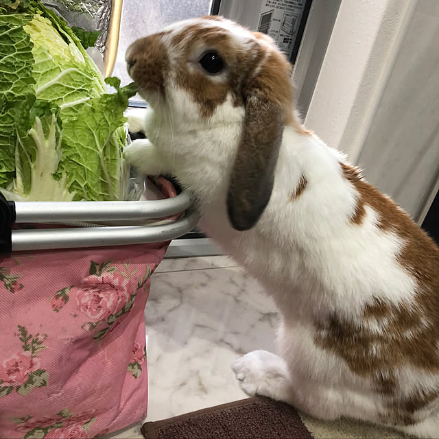 ratekoさんの実例写真