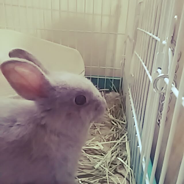 littleKeiさんの実例写真