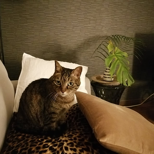 nahocさんの実例写真