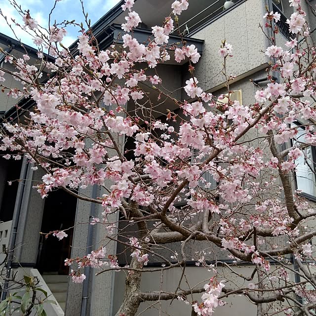 mamaさんの実例写真