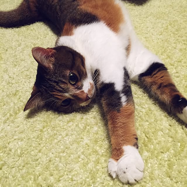 miyo419さんの実例写真