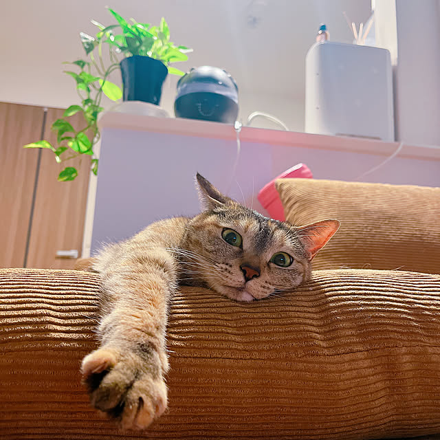 cocoさんの実例写真