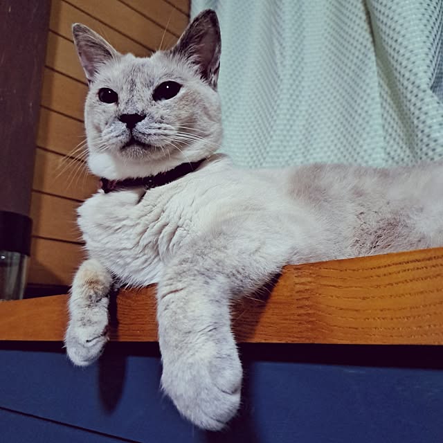 kiyohima229さんの実例写真