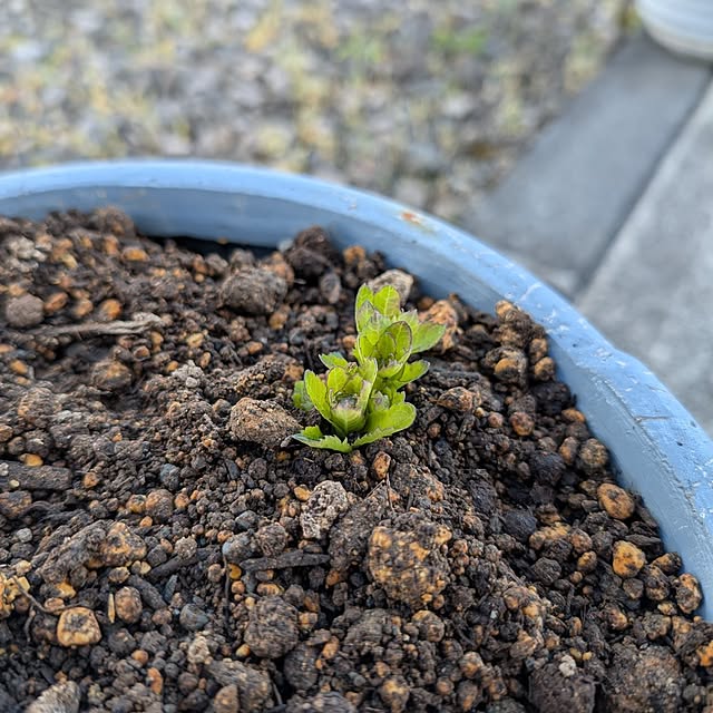 KOHAKUさんの実例写真