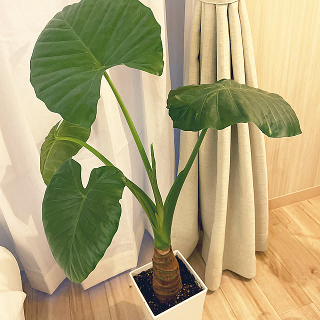 23さんの実例写真