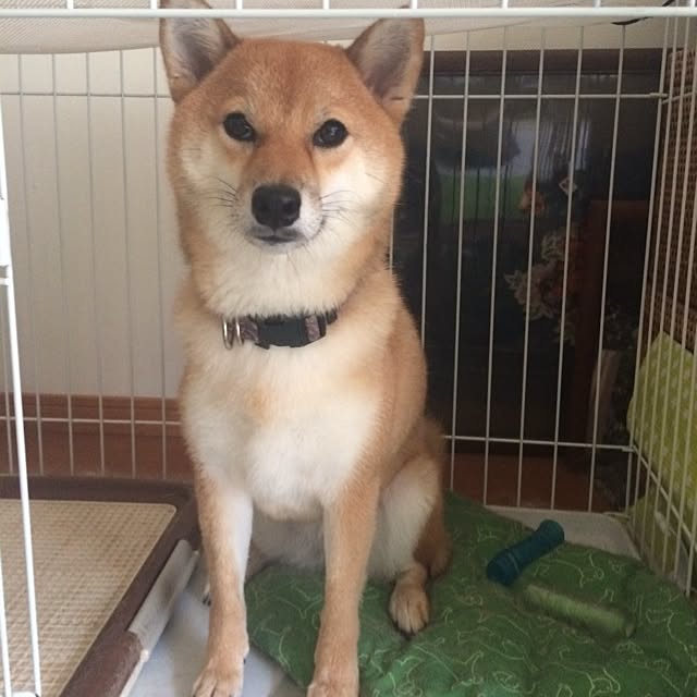marobokeさんの実例写真