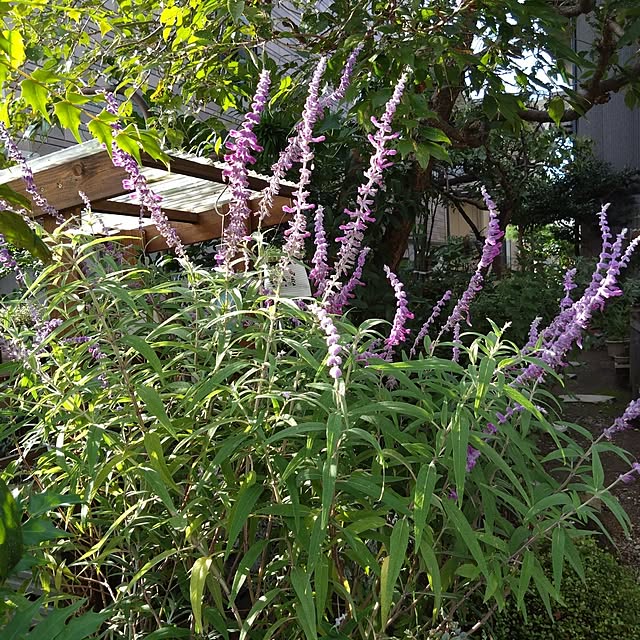 mamaさんの部屋