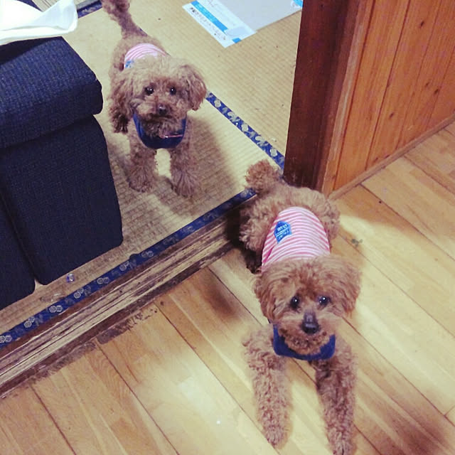 Riccaさんの実例写真