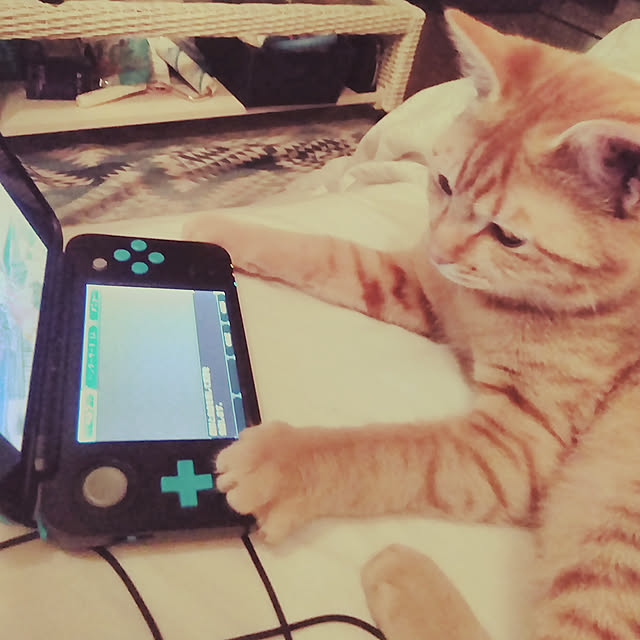 gu-sanさんの実例写真