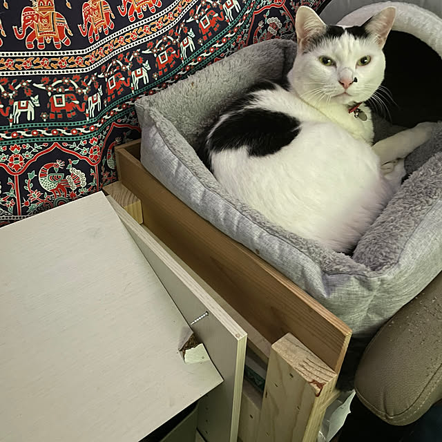 coolcats0528さんの実例写真