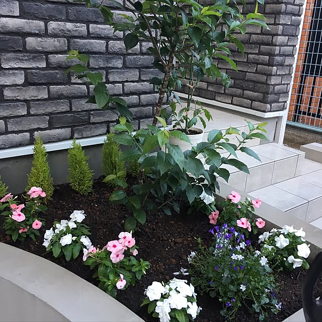 玄関/入り口/玄関前の画壇/お花のある生活✿/季節の花/白コーデ...などのインテリア実例 - 2017-06-04 18:30:03