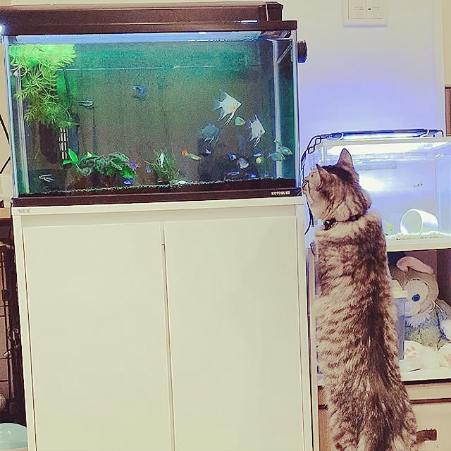 Asukaさんの実例写真