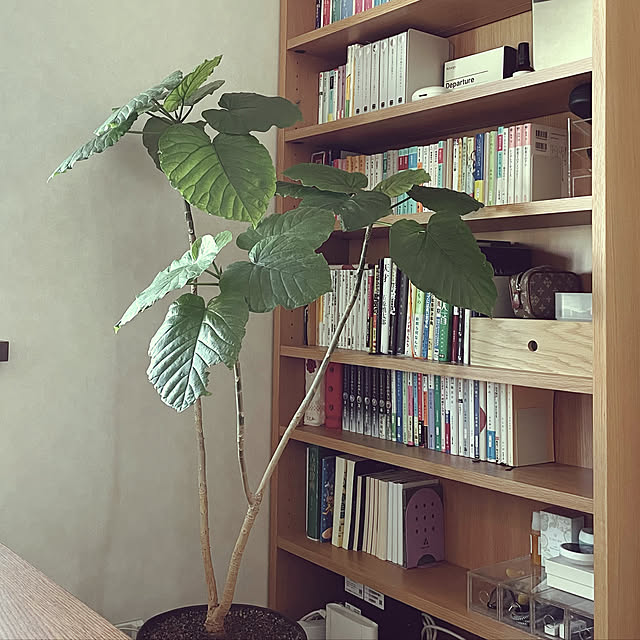 haruさんの実例写真