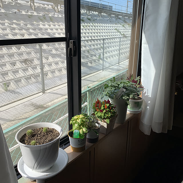 100均/観葉植物/棚のインテリア実例 - 2021-06-07 08:25:27