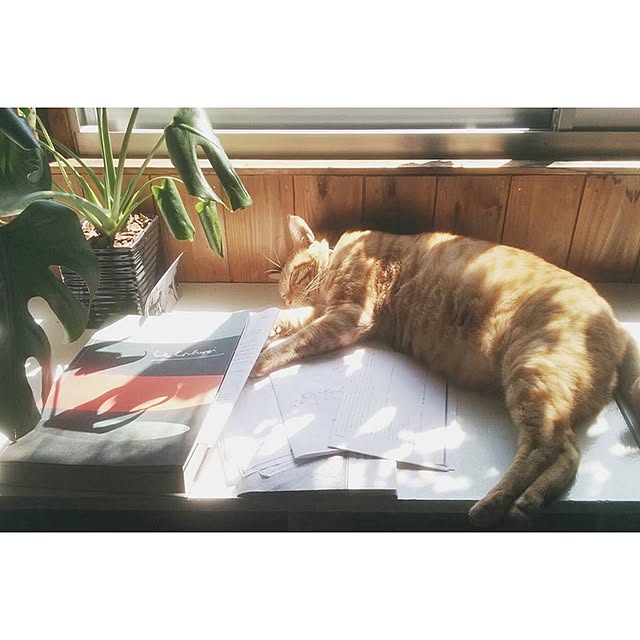 ataさんの実例写真