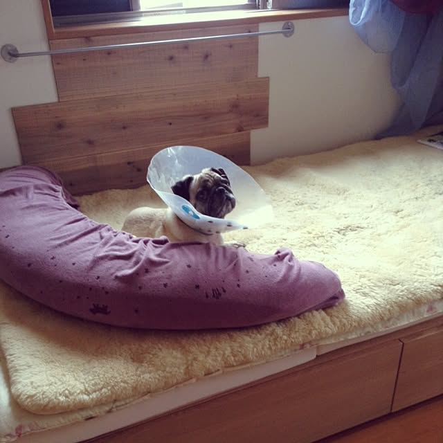 pugroomさんの実例写真