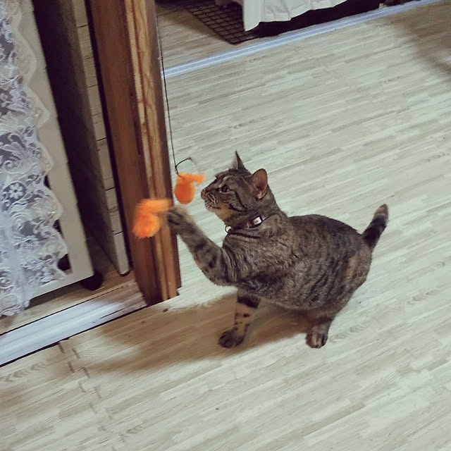 runaさんの実例写真