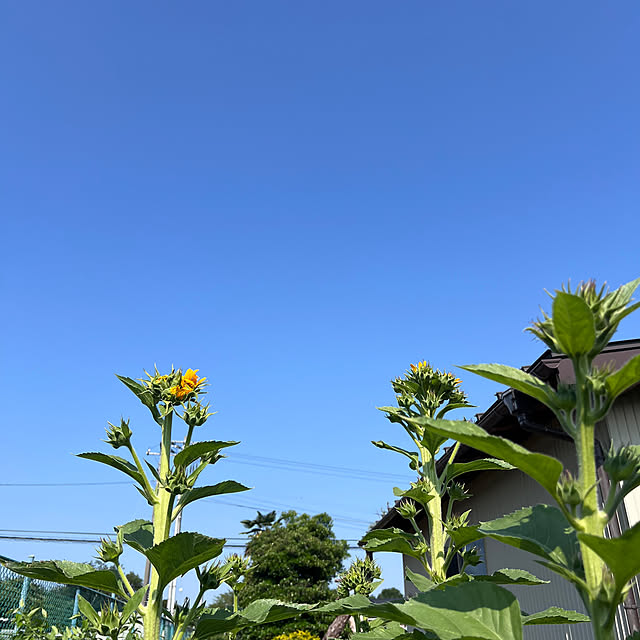 pokowheeさんの部屋