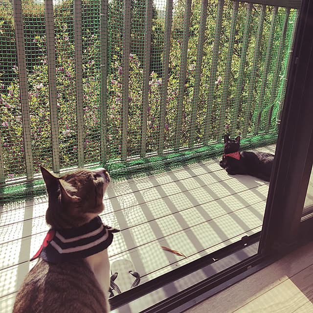 jijiさんの実例写真
