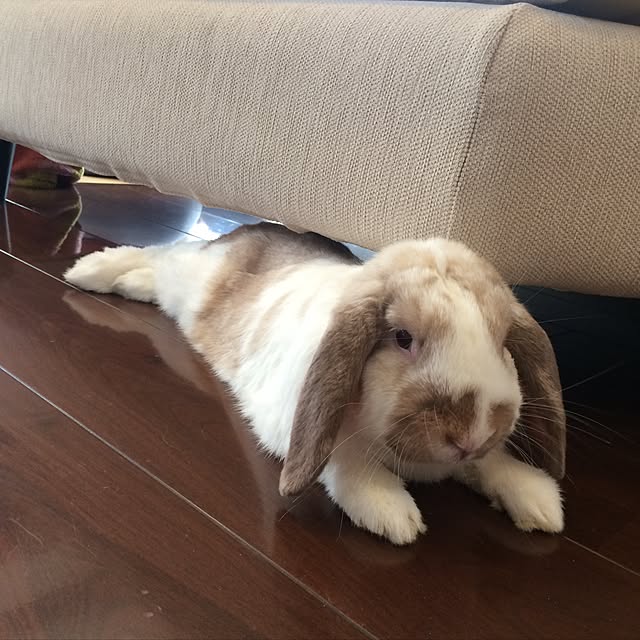 harunatsuさんの実例写真