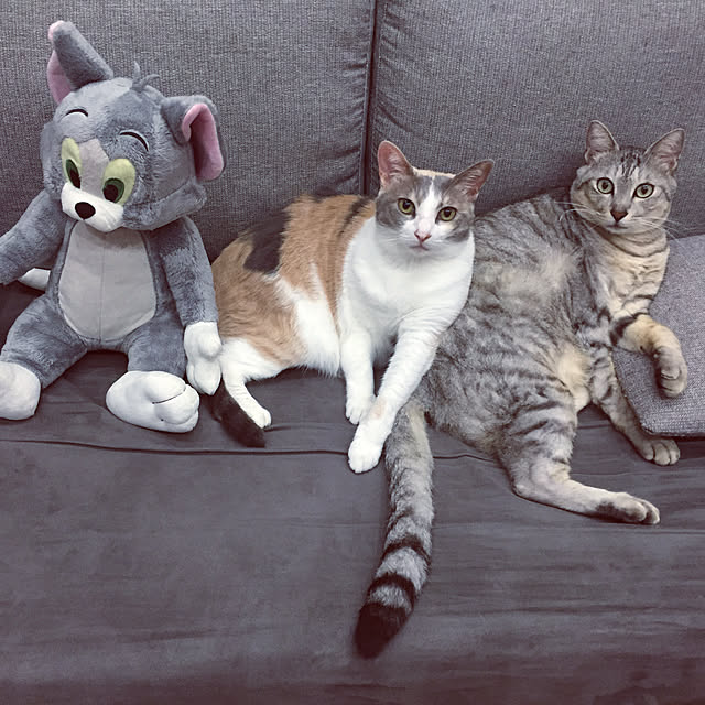 Yoshieさんの実例写真