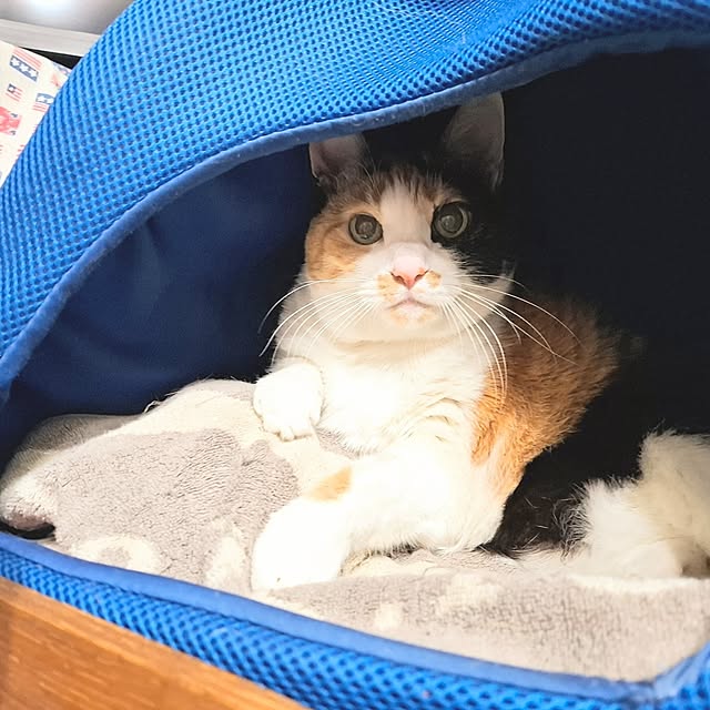 nanaさんの実例写真