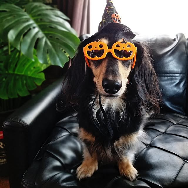momozouさんの実例写真