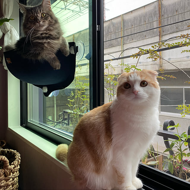 poniさんの実例写真