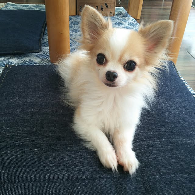 porinさんの実例写真