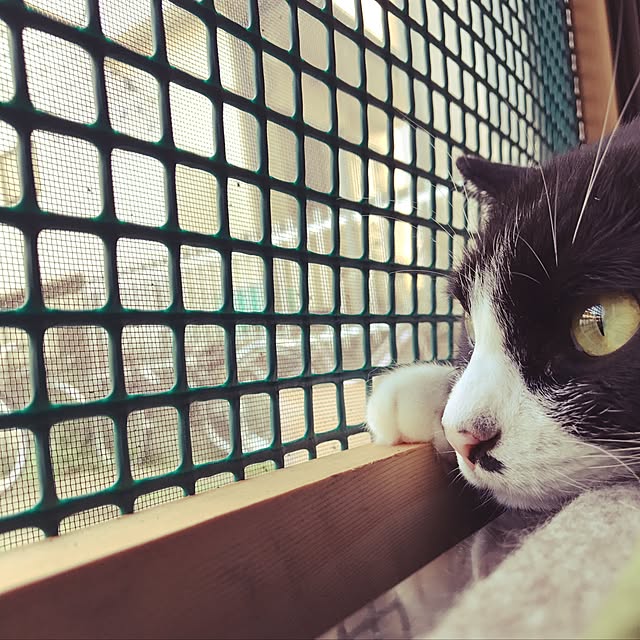 mew...さんの実例写真