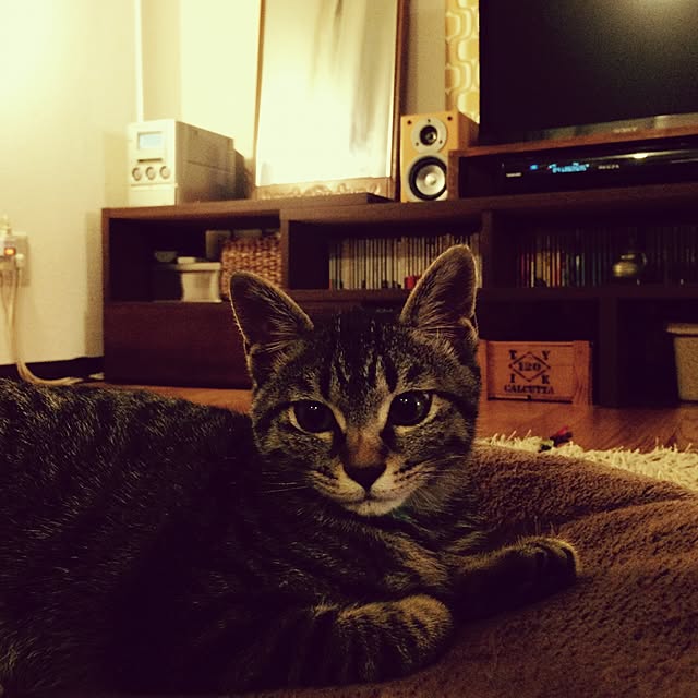 maruさんの実例写真