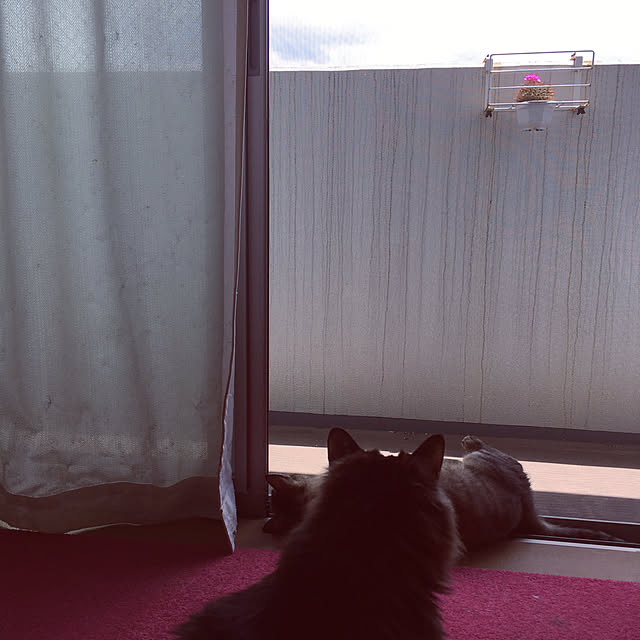 mikomaruさんの実例写真