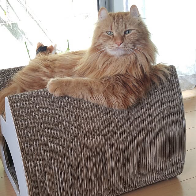 l..tomesanさんの実例写真