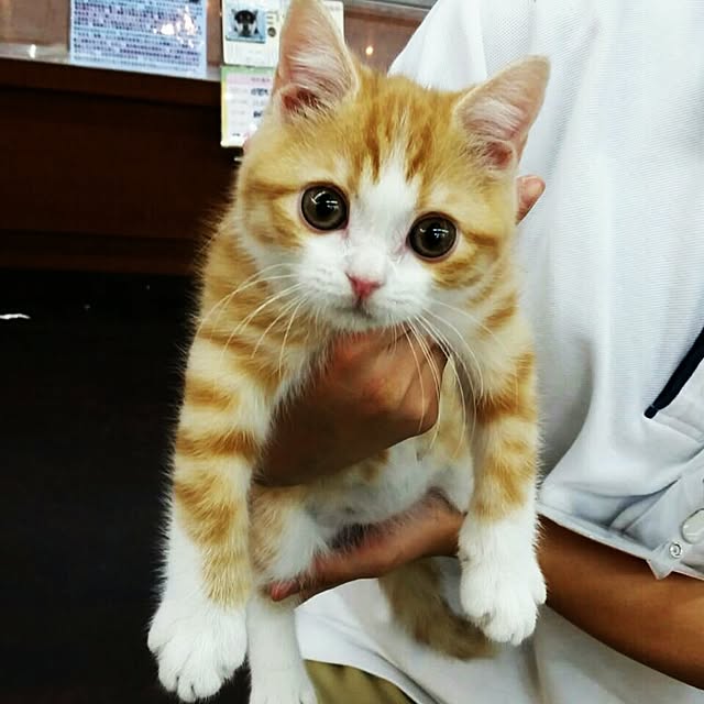 実例写真
