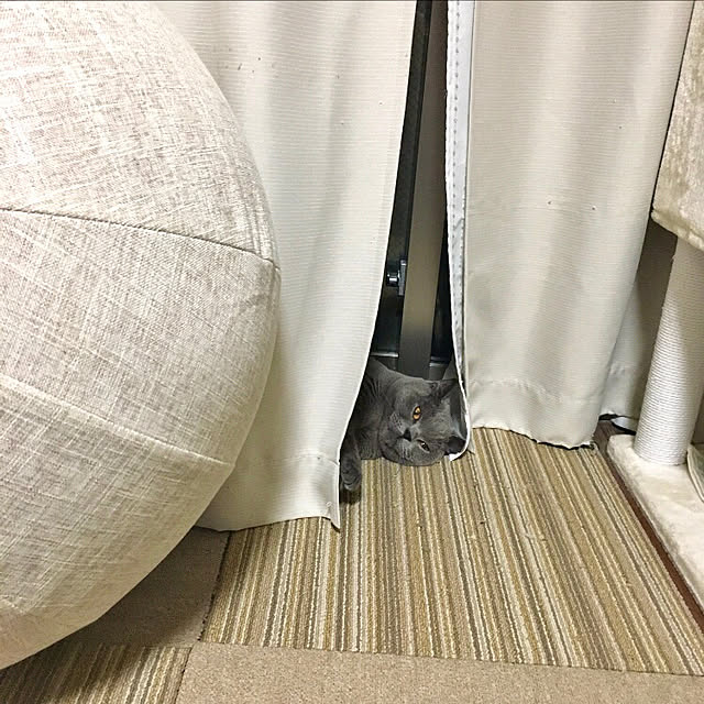 kittyさんの実例写真