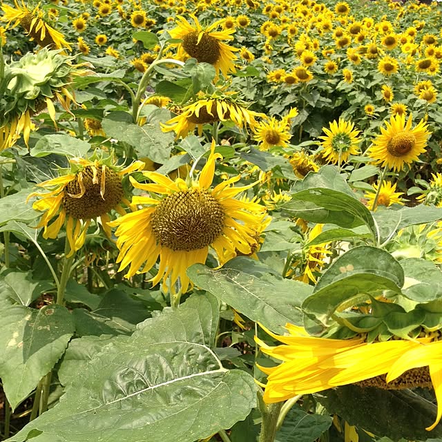 実例写真
