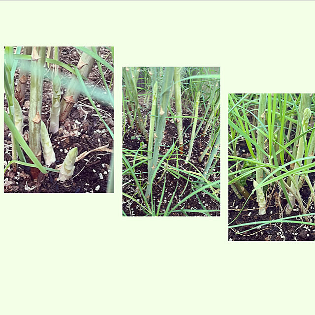 seiseiさんの部屋