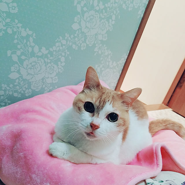 moko.7525himeさんの実例写真