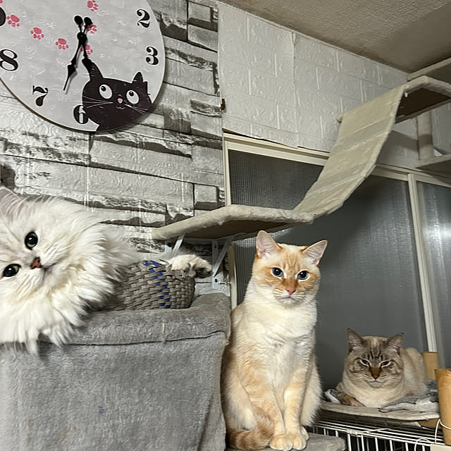 ikunyanさんの実例写真
