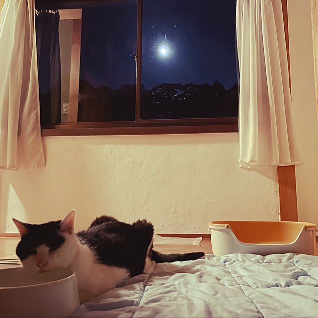 nekosamaさんの実例写真