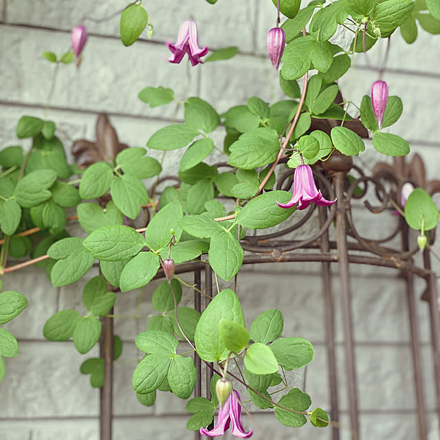 kuremaさんの実例写真
