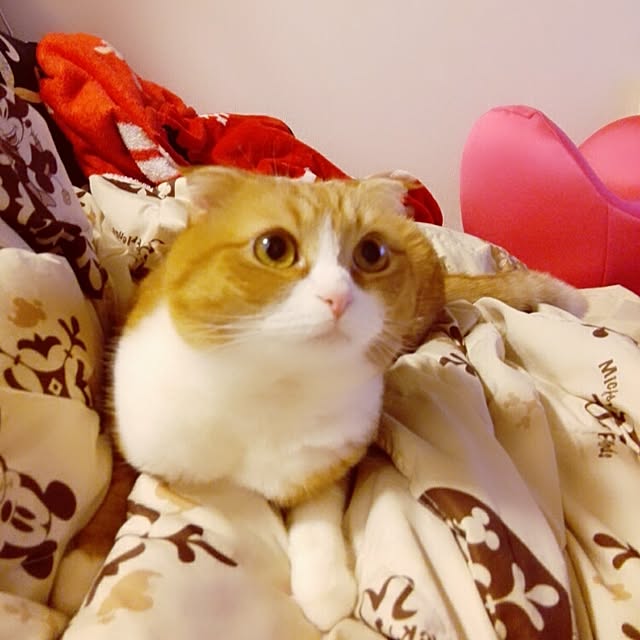 kumingさんの実例写真